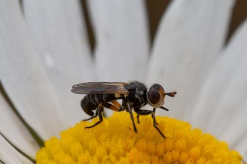 Thecophora cinerascens